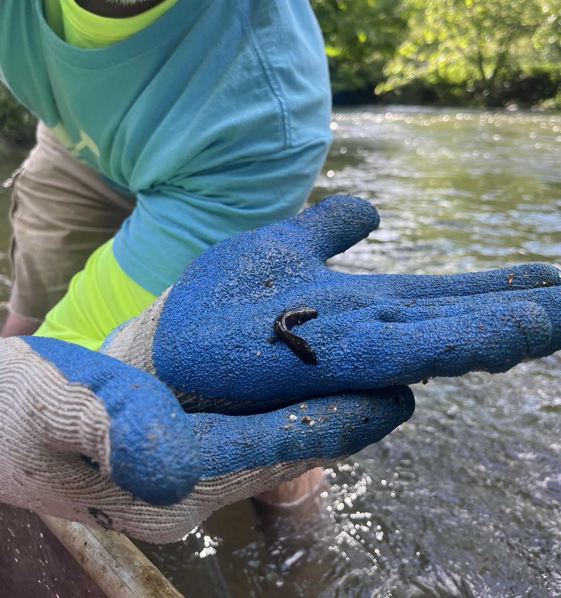 Larval hellbender discovered during New River Conservancy river clean up