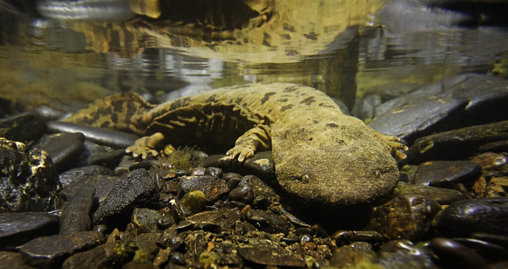 %title - hellbender1 Full KMS 1536x983 1 e1734447571918