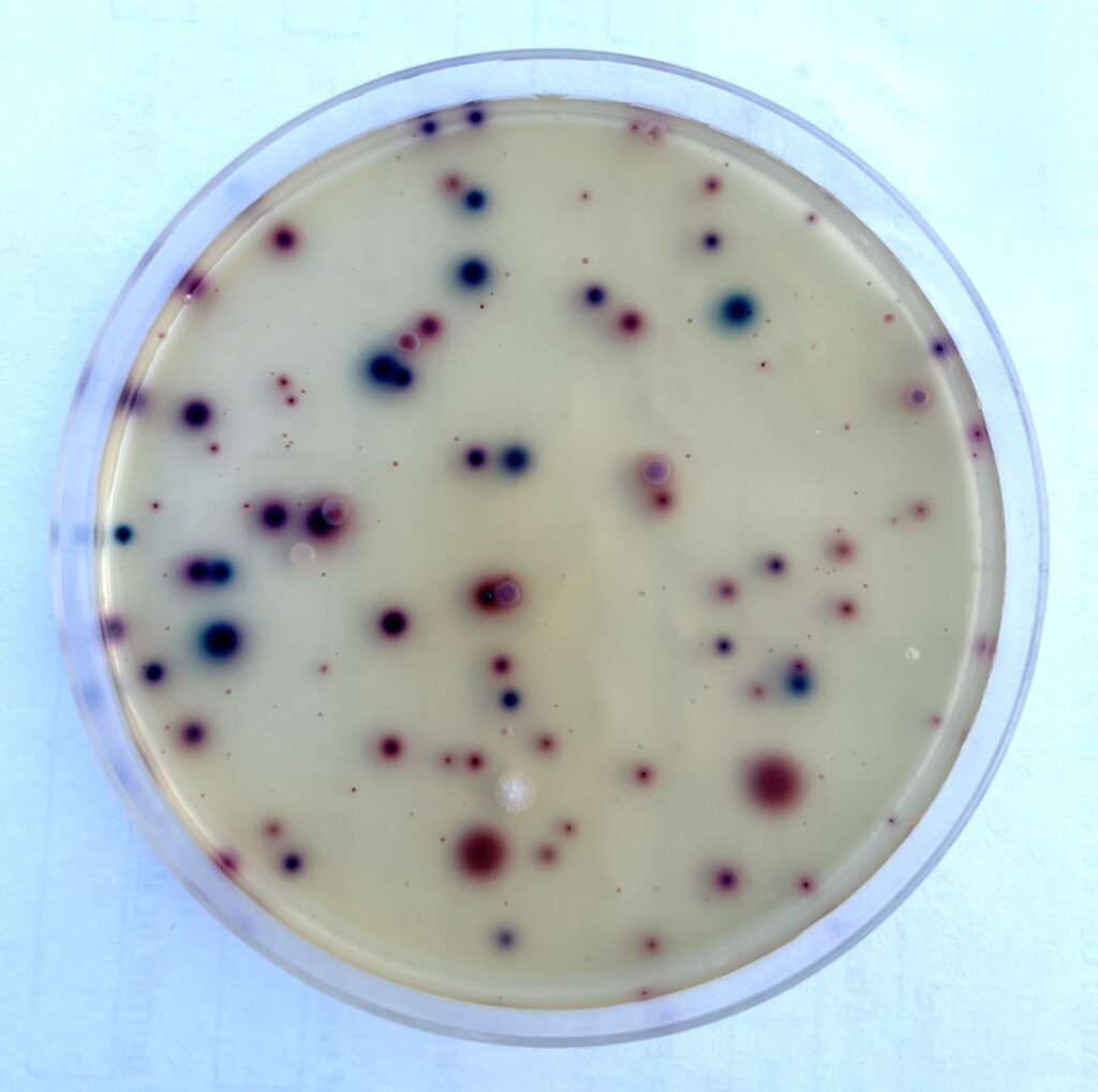 %title - Edited John Copeland UNT Toms Crk 26 June 2025 E. coli TAKE 21