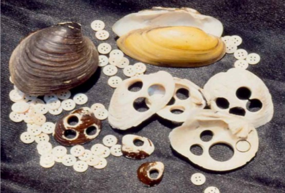 Freshwater Mussels of the New River Basin: More than Rocks on the Bottom