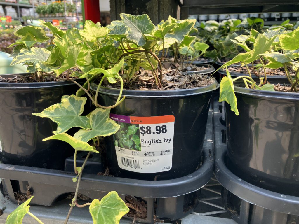 %title - English Ivy