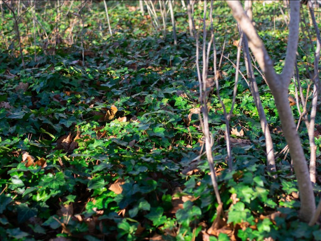 %title - English Ivy 2