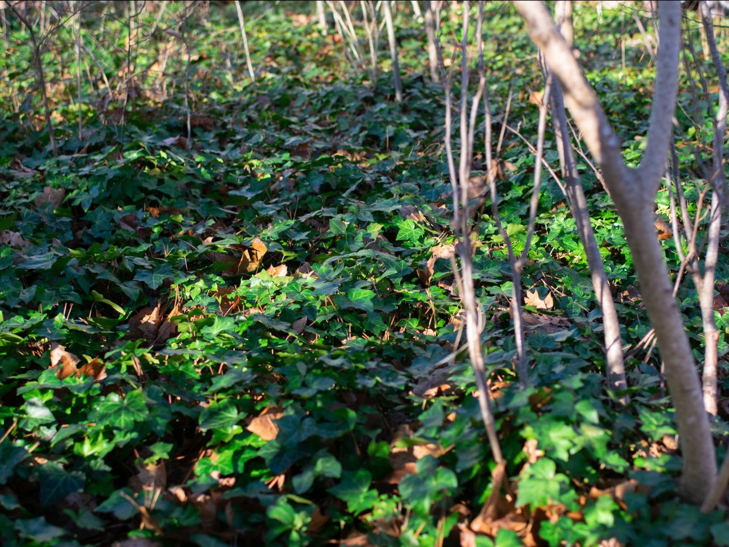 New River Conservancy supports Virginia invasive species bills