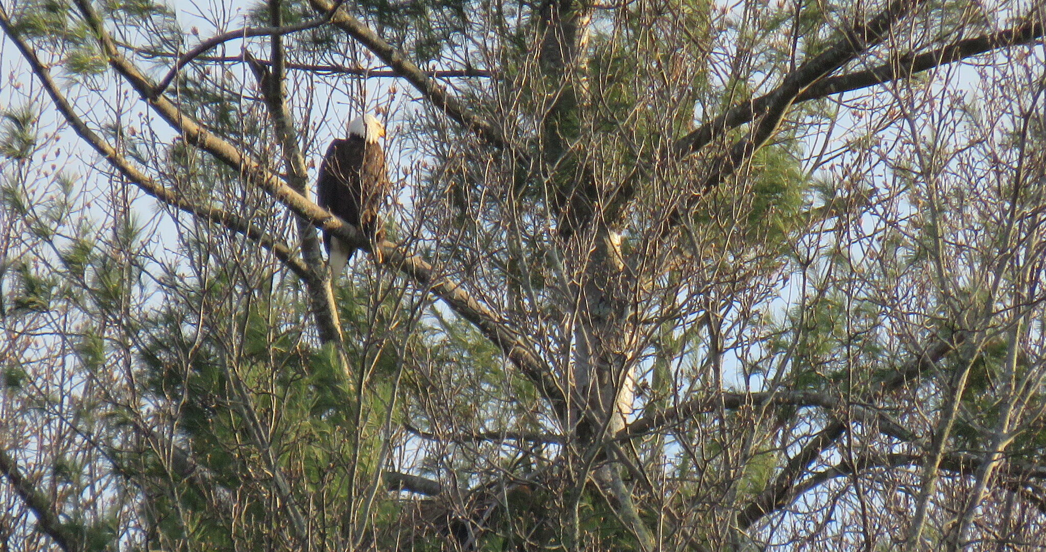 Active Eagle Nest Discovered on South Fork of the New
